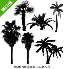 Set of palm tree silhouettes on white background, vector illustration