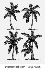 Tropical Coconut Palm Trees Set Isolated Stock Vector (Royalty Free ...