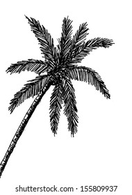 set of palm tree Tropical palm trees, black silhouettes background