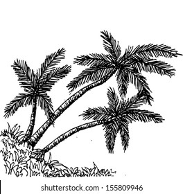 set of palm tree Tropical palm trees, black silhouettes background