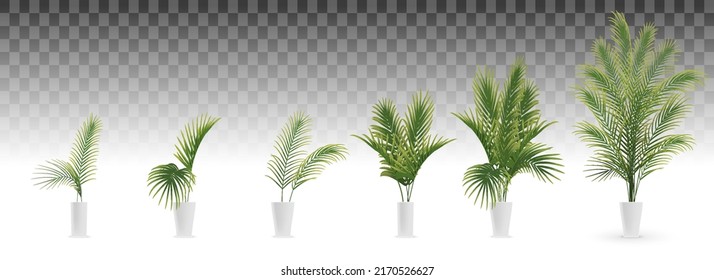 conjunto de palmeras en jarrón blanco, selva tropical decorativa, ilustración vectorial