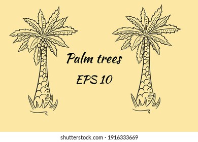 Set of palm trees in cartoon style. Two palms, one with coconuts, the other without.