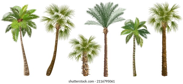 Set of palm trees (сoconut, date, sugar, аcai) realistic vector illustrations on white background.