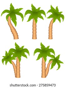 Set of palm trees  isolated on white background. Vector illustration