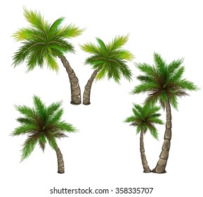 Set palm trees isolated on white. Vector illustration