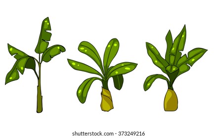 Set of palm trees on a white background