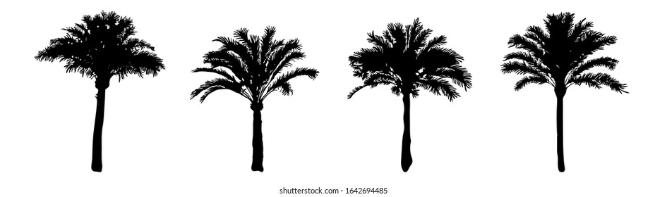 Set palm trees silhouette isolated on white background. Collection silhouettes of black realistic tropical palm trees with leaf. Coconut trees of different shapes flat icon. Stock vector illustration.