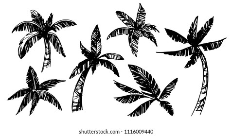 Set of palm trees sketches. Hand drawn vector