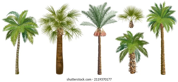 Set of palm trees (сoconut, sugar, аcai, date) realistic vector illustrations on white background.