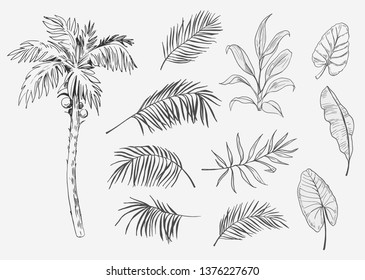 Set Of Palm Trees And Tropical Leaves. Hand Drawn Sketches Traced In Vector