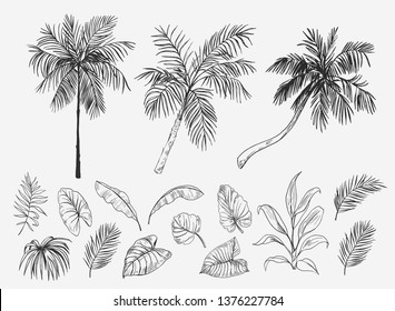 Set Palm Trees Tropical Leaves Hand Stock Vector (Royalty Free ...