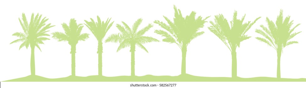 Set palm trees. Vector