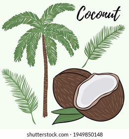 Set of palms, branches and coconuts. A whole and broken coconut. Palm branch and tree. Vector. Freehand drawing.