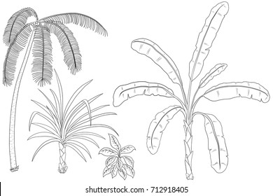 Set of palms or jungle plant isolated on white. Coconut and banana palm coloring book for children.