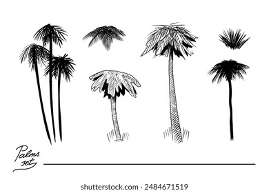 Set of Palms tree. 2D hand drawing, sketch, vector graphics.