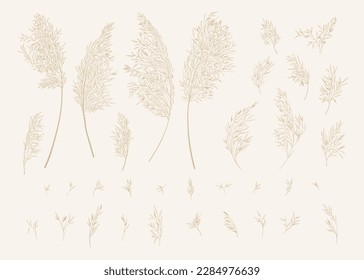 Set with pampas grass. Botanical collection with Cortaderia Selloana. Neitral tones. Vector illustration. Sketch style.
