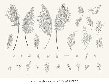 Set mit Pampas-Gras. Botanische Sammlung mit Cortaderia Selloana. Schwarz-Weiß. Line Art Stil. Vektorgrafik.