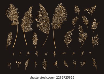 Set with pampas grass. Botanical collection with Cortaderia Selloana. Dark background and yellow pattern. Engravin style. Vector illustration.