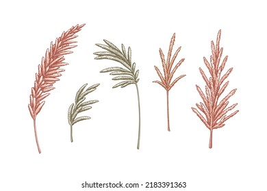 Set of pampas grass branches. Modern floristry design elements. Vector illustration in sketch style
