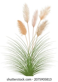 Set of pampas grass stems.Floral ornament elements in boho style.Planta seca para decoración, marco, fondo, impresión de tela, textil retro, papel tapiz.