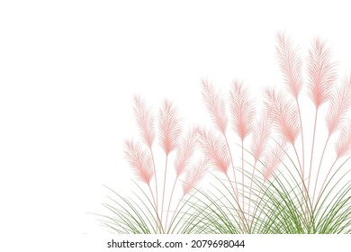 Set of pampas grass stems.Floral ornament elements in boho style.Planta seca para decoración, marco, fondo, impresión de tela, textil retro, papel tapiz.