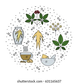 Set of Panax Ginseng line icons.Vector illustration.