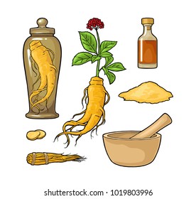 Set panax ginseng. Root, slice, bunch tied by rope, leaves, mortar, pestle, glass bottle of tincture. Vector engraving vintage color illustration for traditional medicine. Isolated on white background