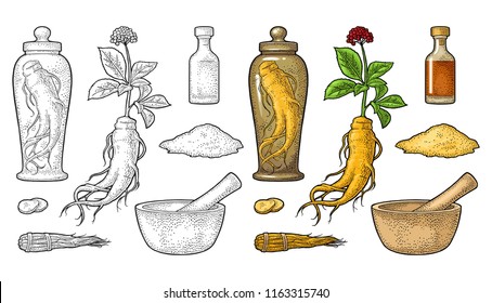 Set panax ginseng. Root, slice, bunch tied by rope, leaves, mortar, pestle, glass bottle of tincture. Vector engraving vintage color illustration for traditional medicine. Isolated on white background