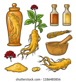 Set Panax Ginseng. Root, Slice, Bunch Tied By Rope, Leaves, Mortar, Pestle, Glass Bottle Of Tincture. Vector Engraving Vintage Color Illustration For Traditional Medicine. Isolated On White Background