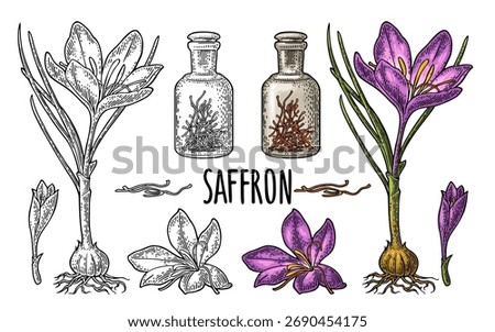 Set panax ginseng. Root, slice, bunch tied by rope, leaves, mortar, pestle, glass bottle of tincture. Vector engraving vintage color illustration for traditional medicine. Isolated on white