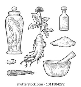 Set panax ginseng. Root, slise, bunch tied by rope, leaves, mortar, pestle, glass bottle with tincture. Vector engraving vintage black illustration for traditional medicine isolated on white