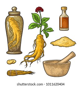 Set panax ginseng. Root, slise, bunch tied by rope, leaves, mortar, pestle, glass bottle of tincture. Vector engraving vintage color illustration for traditional medicine. Isolated on white background