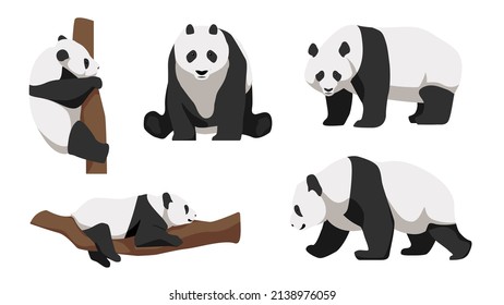 Set of pandas in different angles and emotions in a cartoon style. Vector illustration of herbivorous Asian animals isolated on white background