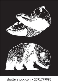 Conjunto de pandas sobre fondo negro,ilustración grabada