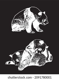 Set of pandas on black background,engraved illustration