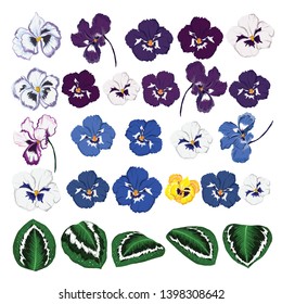 Set of pansy flowers vector on white background color