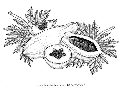 Set of papaya fruit hand drawn elements botanical illustration