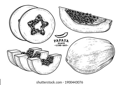 Conjunto de elementos dibujados a mano con frutas de papaya ilustración botánica