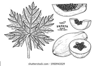 Set of papaya fruit hand drawn elements botanical illustration