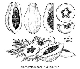 Set of papaya fruit hand drawn elements botanical illustration