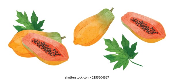 Set of Papaya fruit with leaves Design elements. watercolour style vector illustration.