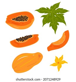 Set of papaya pieces isolated on white background. Vector graphics.