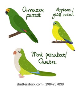 Set of parrot - amazon, neophema grass , monk quaker , in cartoon style on white background. Vector hand drawn illustration.