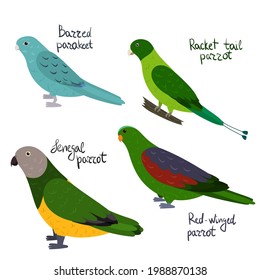 Set of parrot - Barred parakeet, senegal, Racket-tail, red-winged, in cartoon style on white background. Vector hand drawn illustration.