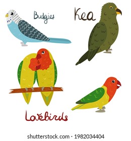 Set of parrot - budgies, lovebirds, kea in cartoon style on white background. Vector hand drawn illustration.