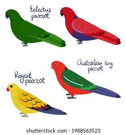 Set of parrot - Ecletus male and female , Australian king, regent, in cartoon style on white background. Vector hand drawn illustration.