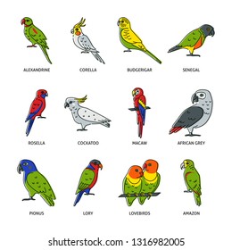 Set of parrot icons in colored line style