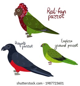 Set of parrot - Red-fan, Pesquets Dracula , Eastern ground in cartoon style on white background. Vector hand drawn illustration.