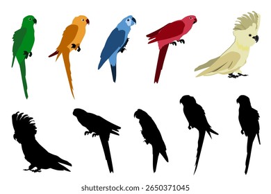 Set of parrots, colorful birds and silhouettes. Vector illustration	