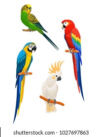 Set of parrots isolated on white background. Vector illustration.